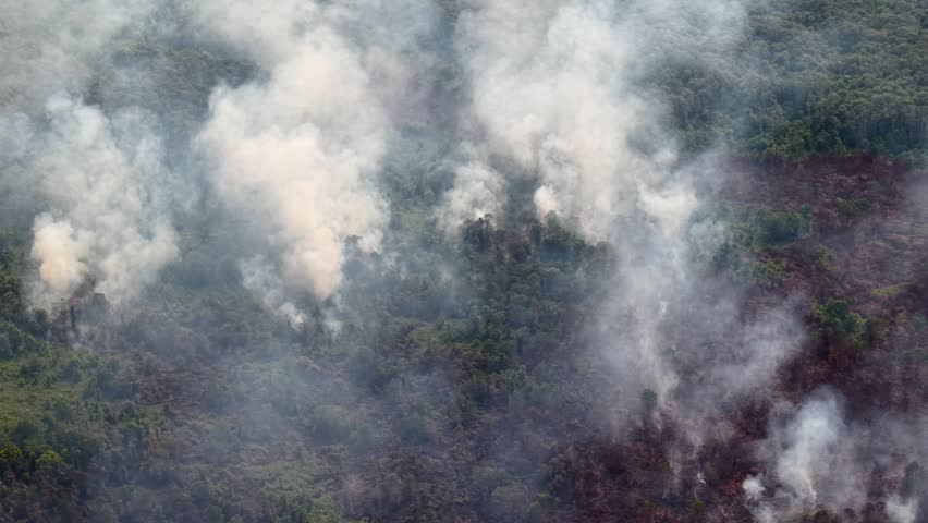 Smoke rises from burning forest canopy. Trees and shrubs burn under smoky sky. Fire consumes greenery in slow-motion drift