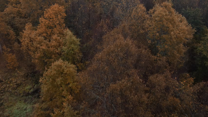 Autumn forest canopy viewed from above