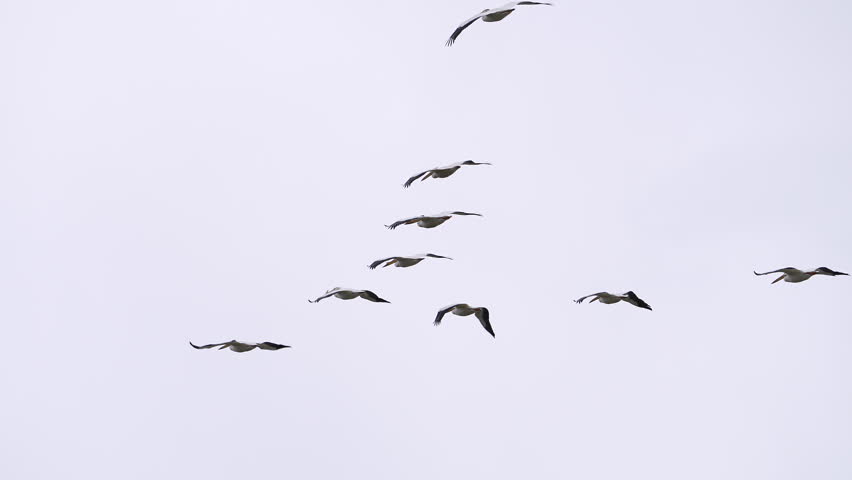 Flock of pelicans flying through the sky in slow motion over Utah.