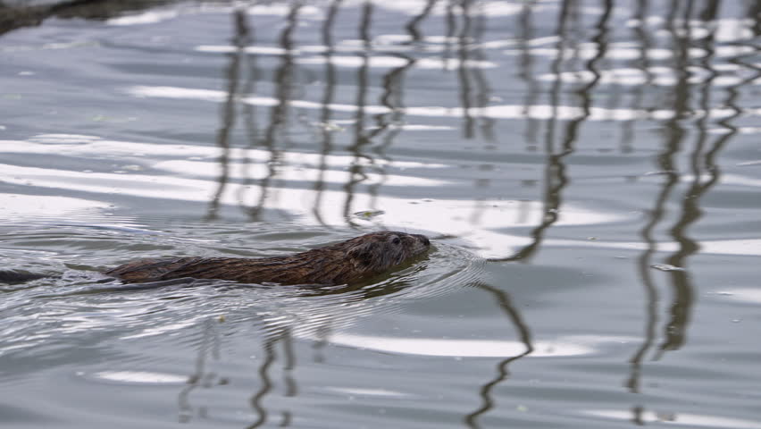 Muskrat as it swims through the water at Utah Lake in slow motion.