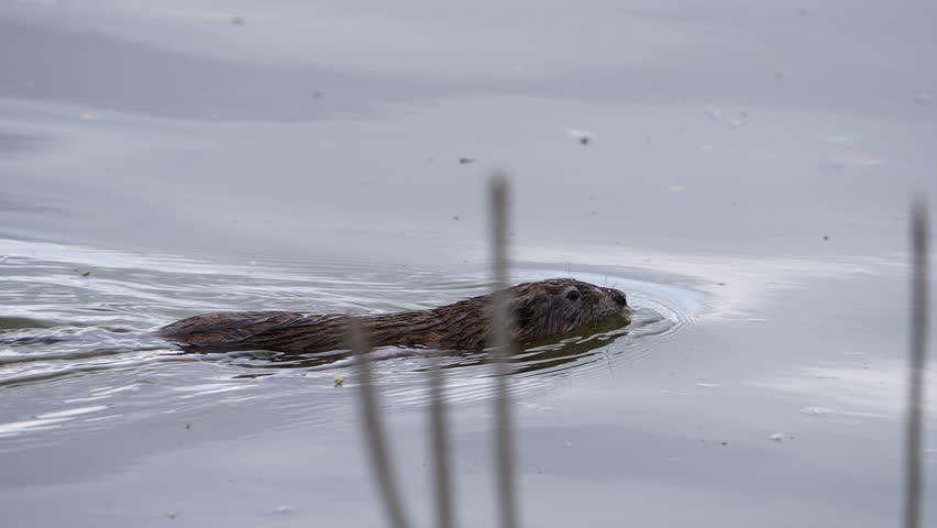 Zoomed view of a muskrat swimming through the water at Utah Lake in slow motion.
