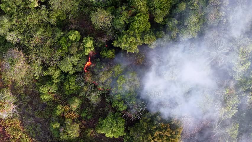 Forest fire rages through dense green canopy. Smoke billows thickly from burning trees