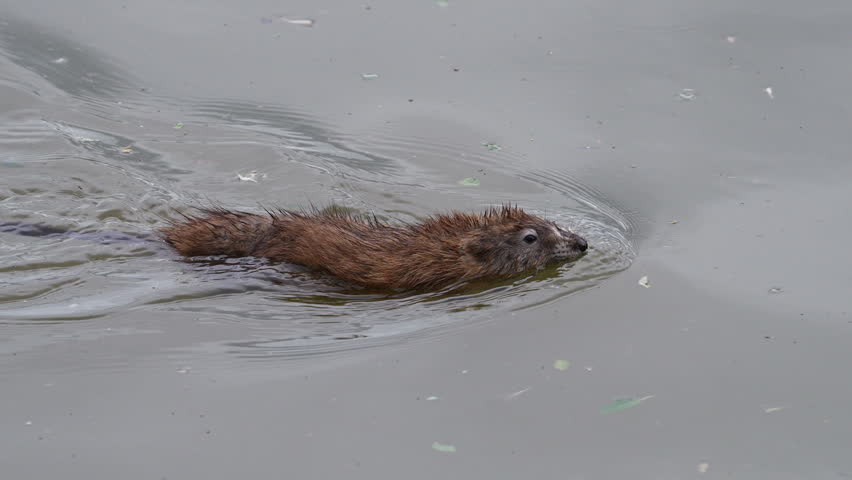 Close up of a muskrat swimming in Utah Lake in slow motion.