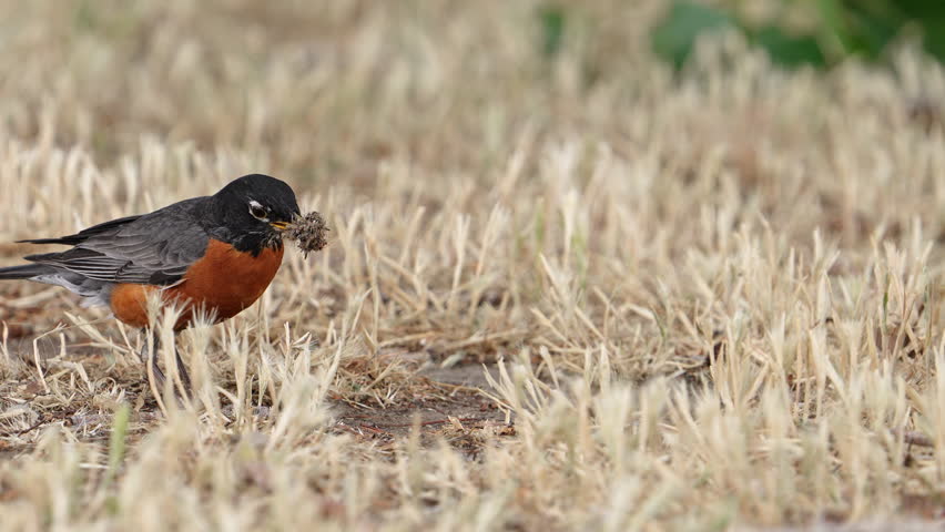Robin with beak full of insects jumping through the grass as it collects more in slow motion.