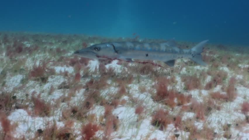 A great barracuda (sphyraena barracuda) with a fishing line stuck in the mouth