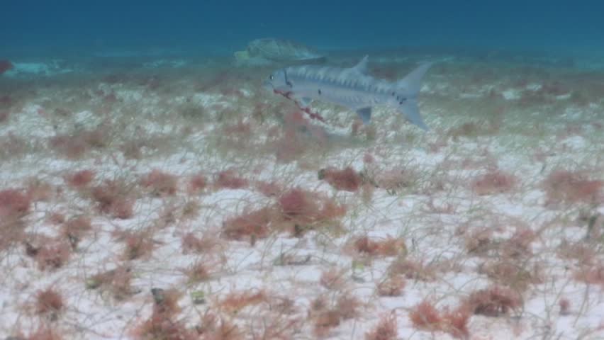 A great barracuda (sphyraena barracuda) close to a green turtle (chelonia mydas)