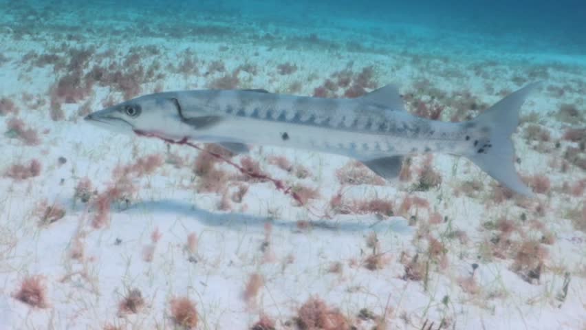 A great barracuda (sphyraena barracuda) with a fishing line stuck in the mouth