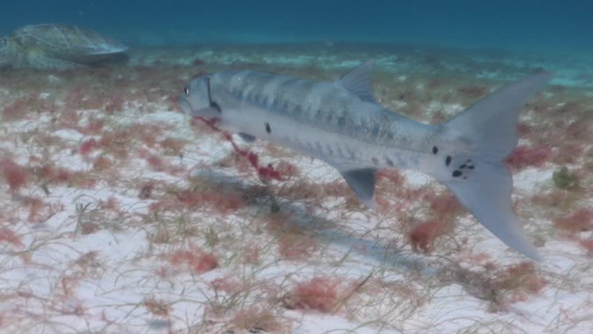 A great barracuda (sphyraena barracuda) with a fishing line stuck in the mouth