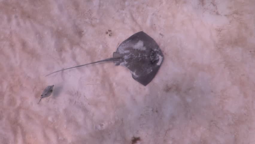 A southern stingray (dasyatis americana)
