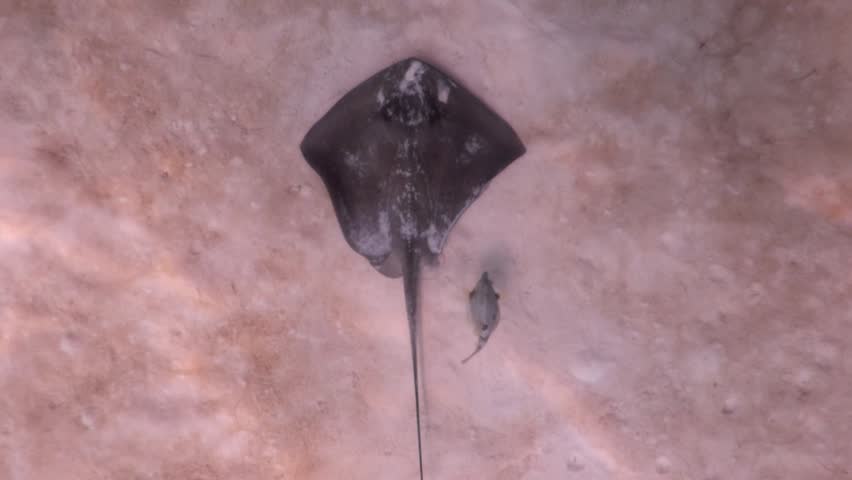 A southern stingray (dasyatis americana)