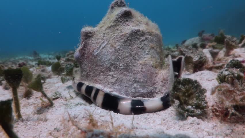 A juvenile sea conch in the sand