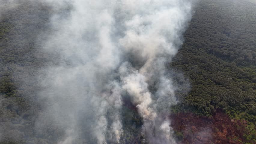 Smoke billows from a forest fire. Trees burn, smoke rises, casting shadows. Aerial view shows destruction spreading
