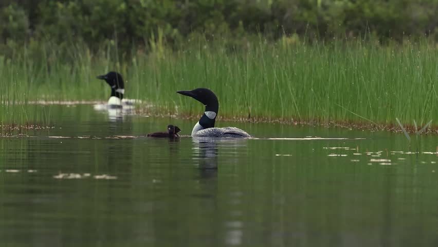 Common loon calling at sunrise 