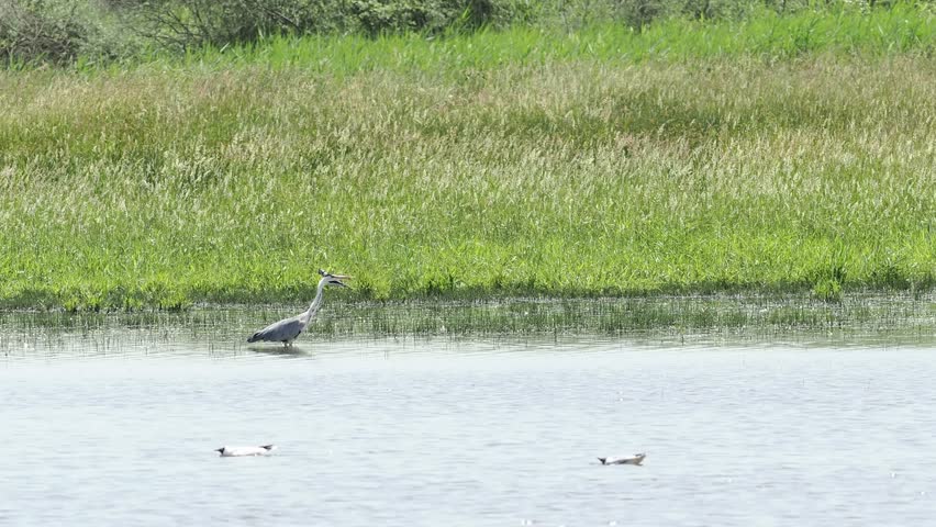 Grey Heron (Ardea cinerea) wading and hunting in a pond within the protected wetlands of Brenne, France.