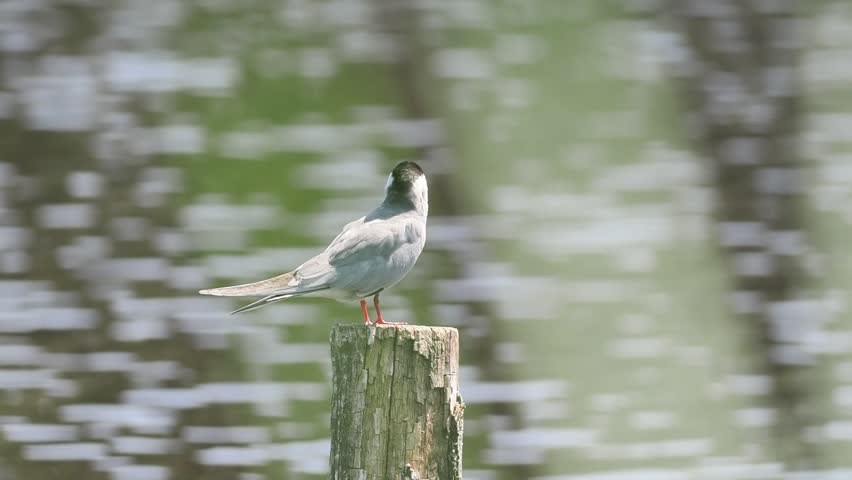 Whiskered Tern (Chlidonias hybrida) perched on a wooden stake above a pond in the protected wetlands of Brenne, France.