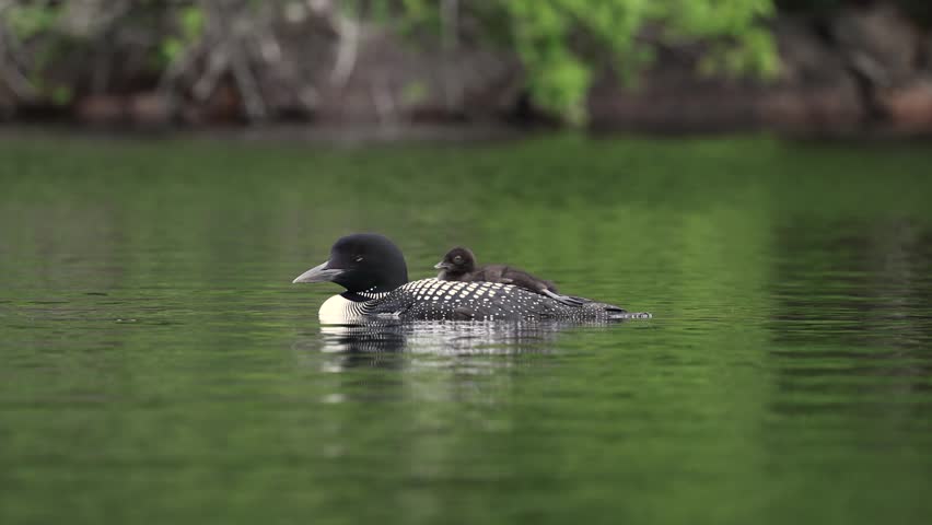 Common loon calling at sunrise 