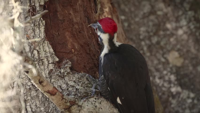 Pileated woodpecker digging into a tree for insects in Florida 