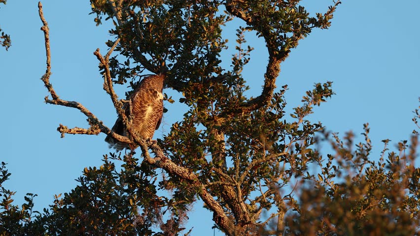 A great horned owl nesting in Florida 