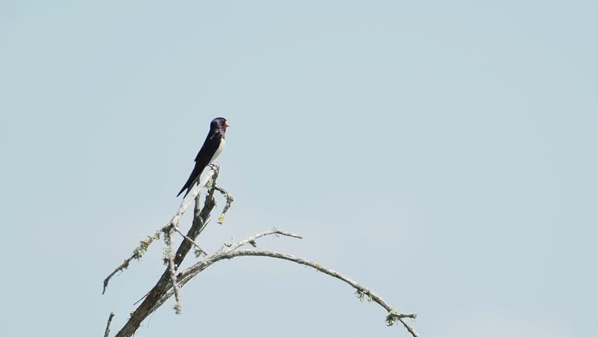 Barn Swallow (Hirundo rustica) singing from a dead branch above wetlands in the Brenne region, France.
