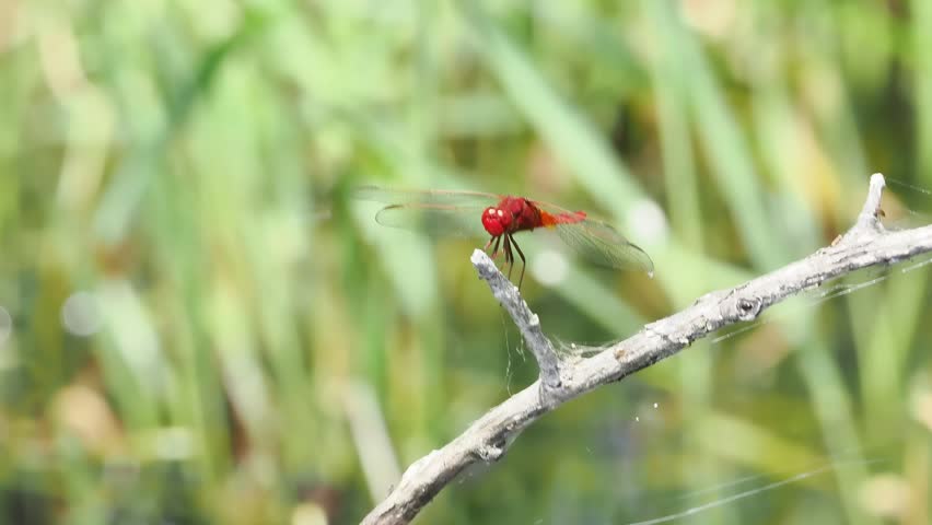 Scarlet Darter (Crocothemis erythraea) male perched on a branch in the protected wetlands of Brenne, France.
