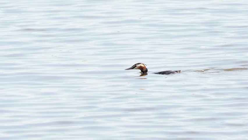 Great Crested Grebe (Podiceps cristatus) swimming on a calm pond in the protected wetlands of Brenne, France.