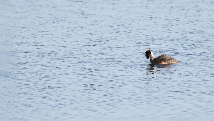 Great Crested Grebe (Podiceps cristatus) swimming on a calm pond in the protected wetlands of Brenne, France.