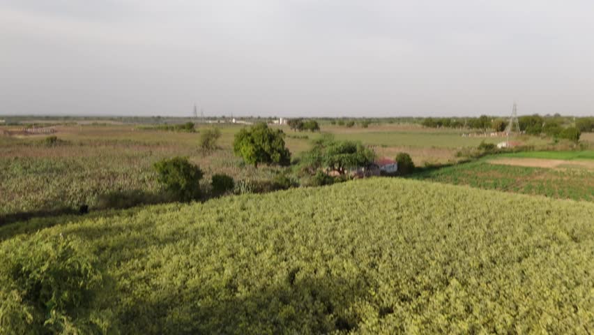 Aerial view of a herd of water buffalo walking along a track through tall sugarcane in Gujarat, India. One of them scrubs rubs the soil gravel from the ground