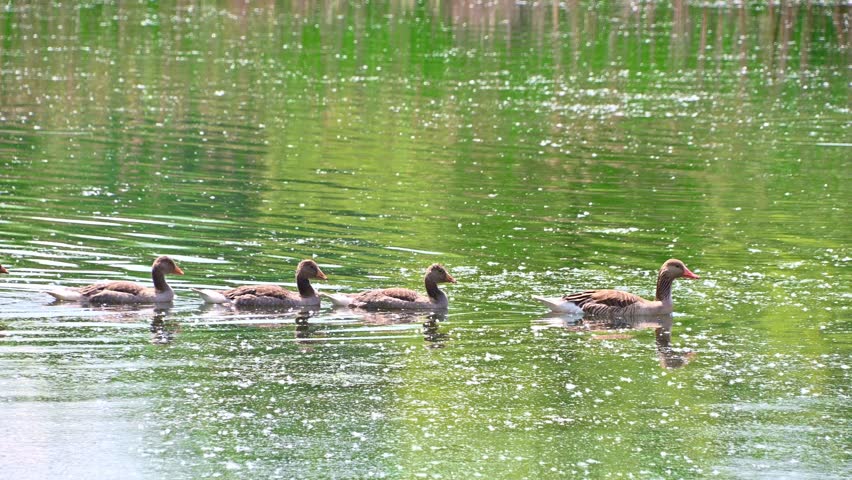 Family of geese swimming in reflective pond near reeds. The greylag goose.