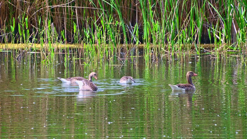 Flock of geese swimming across reed lined freshwater pond. The greylag goose.