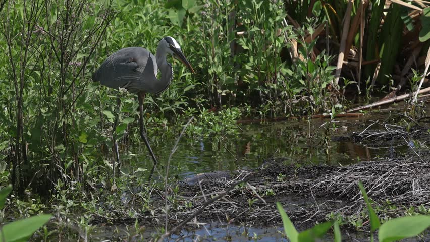 Great blue heron fishing in Florida 
