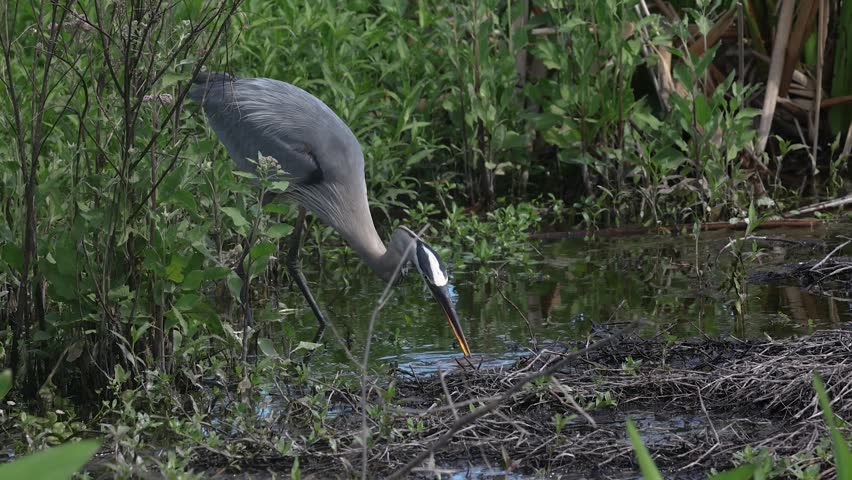 Great blue heron fishing in Florida 