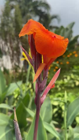 Bekasi, West Java, Indonesia , May 29, 2026 : Beautiful Orange  Canna Lily  flowers blossom on my outdoor garden 