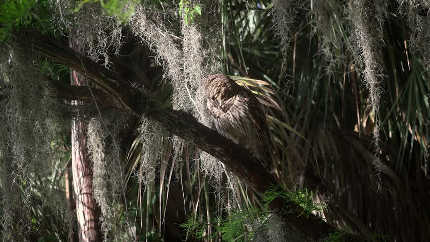 Barred owl in the Everglades National Park, Florida 