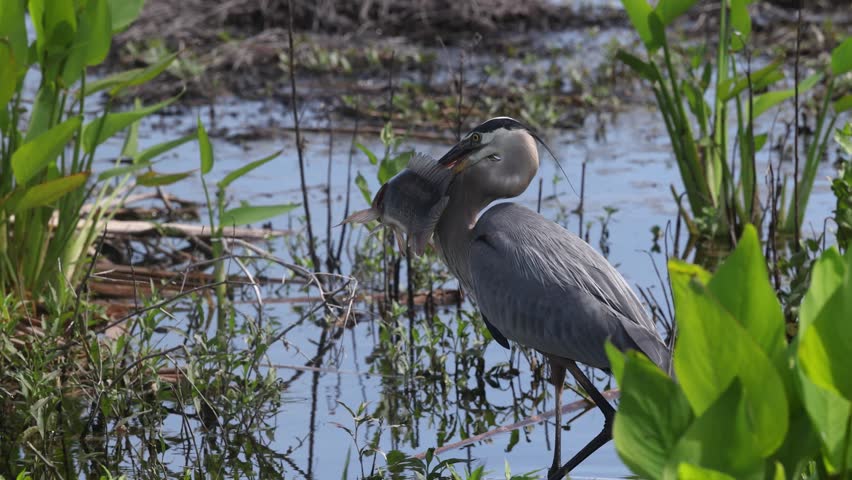 Great blue heron fishing in Florida 
