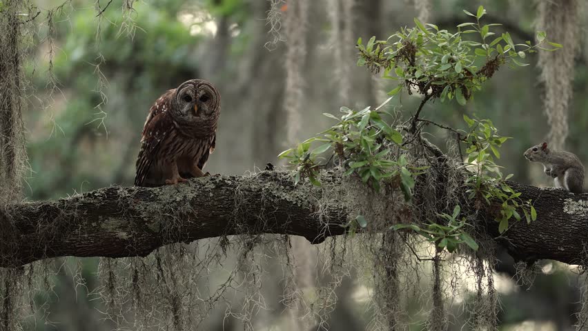 Barred owl in the Everglades National Park, Florida 