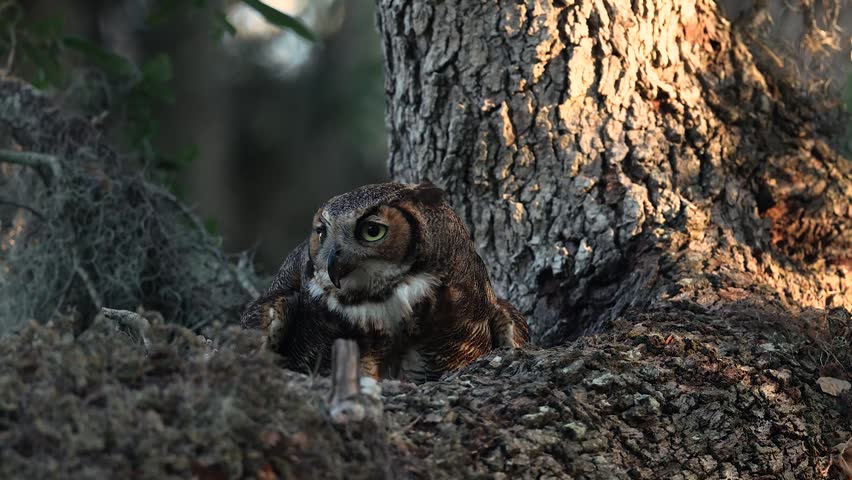 A great horned owl nesting in Florida 