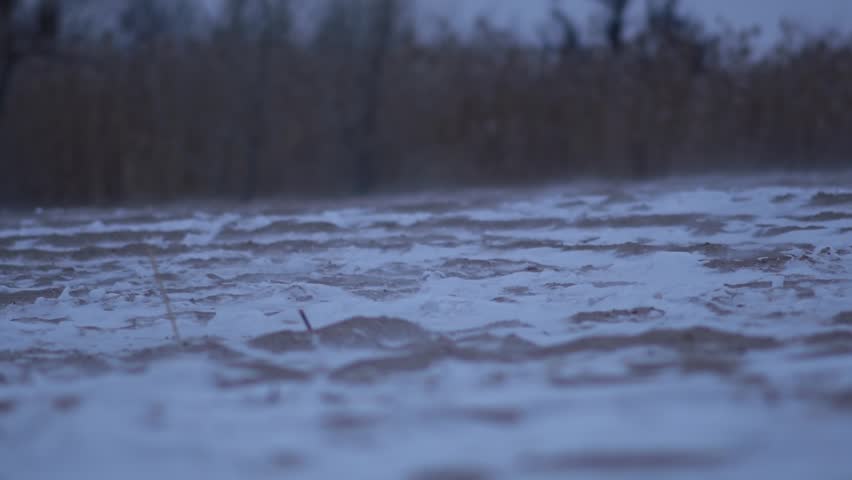 Snow in winter on a sandy beach, with small trees and pampas grass in the background. High quality FullHD footage
