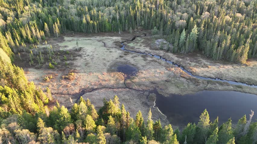 Orbiting shot of a marsh in the summertime
