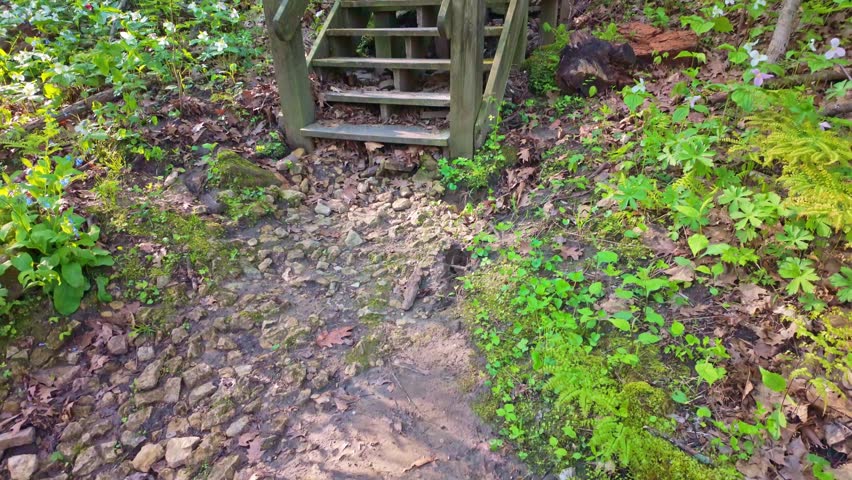 Scenic stairway along Sunset Trail winding through forested bluffs in Mississippi Palisades State Park Illinois