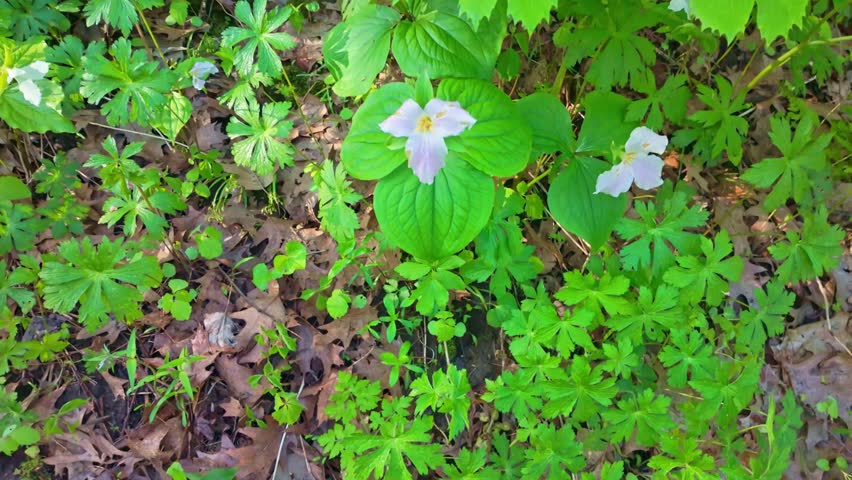 White trillium flowers blooming along Sentinel Trail in a forest setting at Mississippi Palisades State Park Illinois