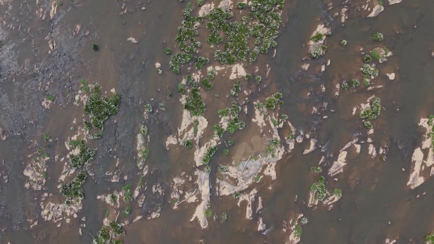 Top down push over Rocky Shoal Spider Lilies in bloom on the Catawba River in South Carolina, USA