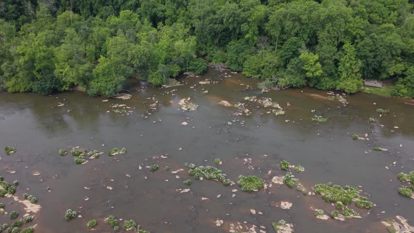 Flight over Rocky Shoal Spider Lilies in bloom on the Catawba River in South Carolina, USA