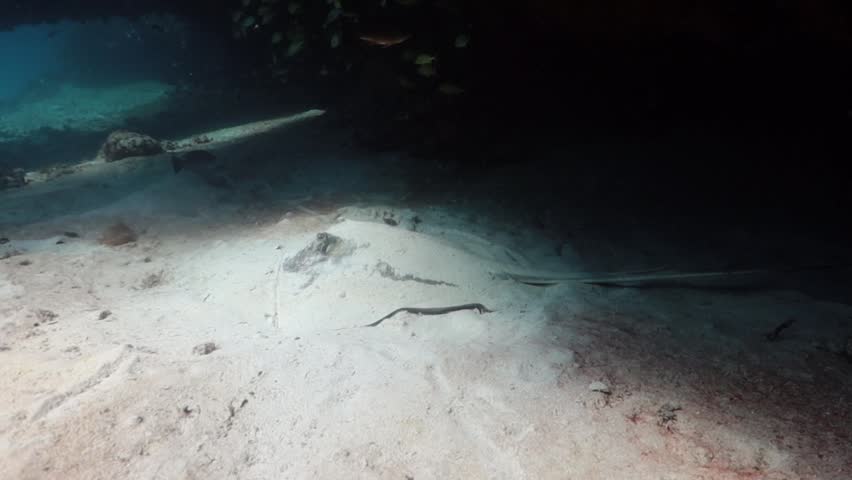 Southern Stingray (dasyatis americana) and a diver in front of
