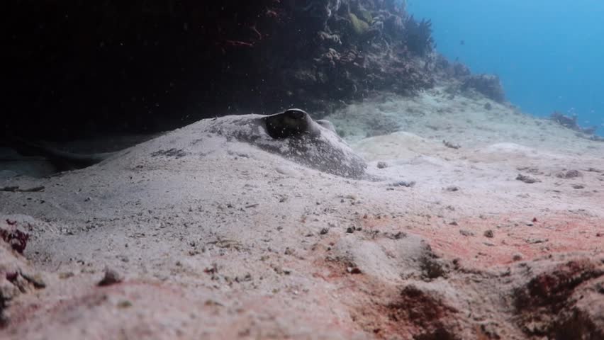 Southern Stingray (dasyatis americana) camouflage in the sand