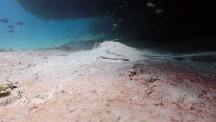 Southern Stingray (dasyatis americana) and a diver in front of