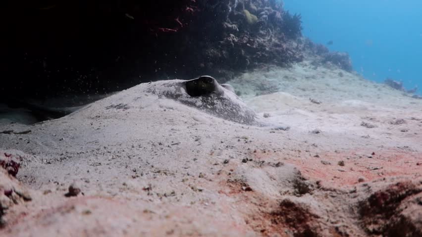 Southern Stingray (dasyatis americana) and a diver beside