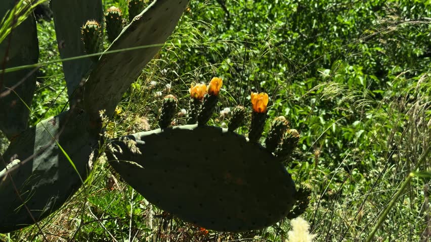 A stunning forest landscape filled with vibrant wildflowers, towering trees, and rich vegetation under beautiful sunny weather. Butterflies gracefully fly among the flowers while insects rest on leaves and branches, creating a peaceful and thriving natural ecosystem. Ideal for nature, biodiversity, wildlife, environment, conservation, and outdoor themes.