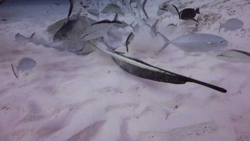 tail and sting of the Southern Stingray (dasyatis americana)