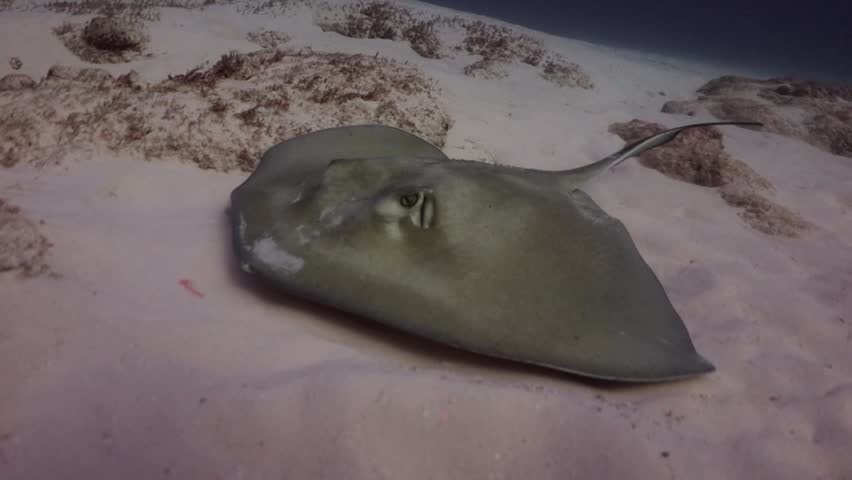 Southern Stingray (dasyatis americana) swimming soft on the sand