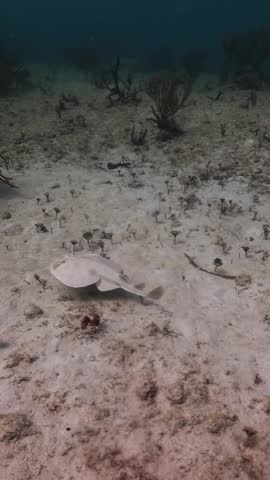 Torpedo Ray (Narcine bancroftii) on the sandbank